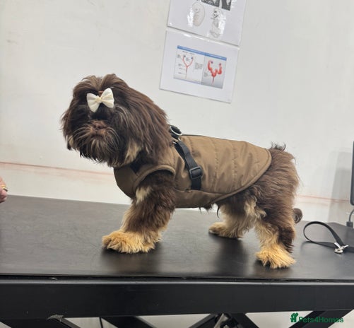 Shih Tzu dogs - Advert 5