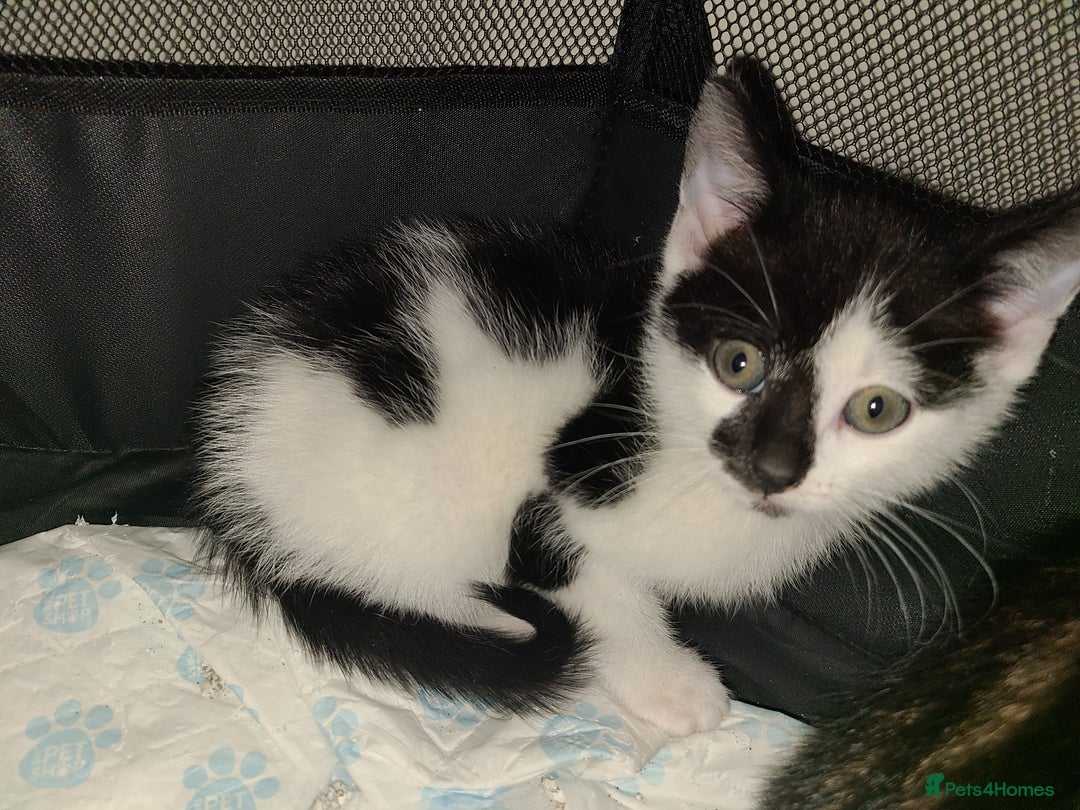 Mixed Breed cats for sale: Beautiful kittens ready now  - Advert 12