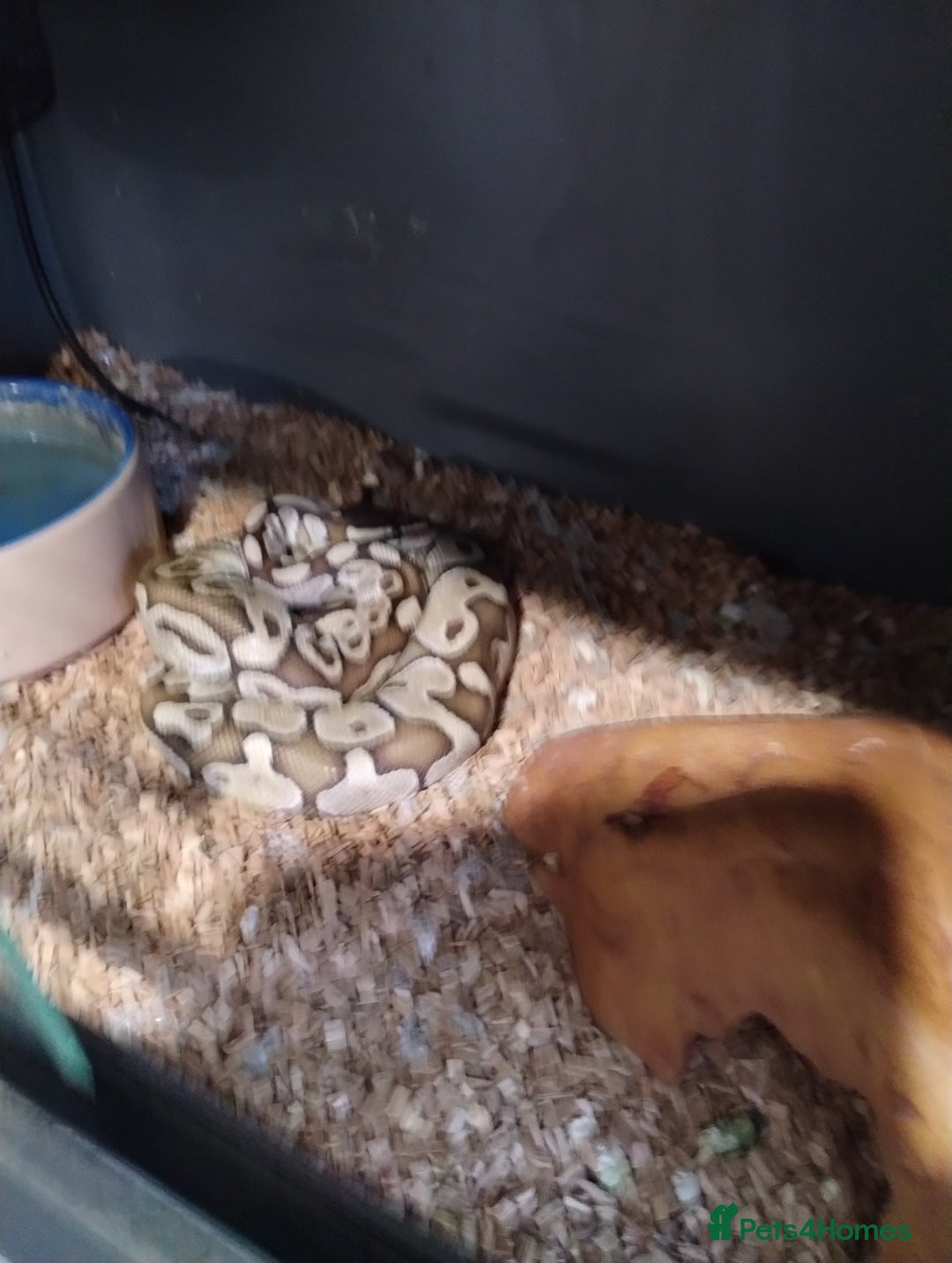 Boa Snake reptiles for sale: Royal ball python  - Image 2