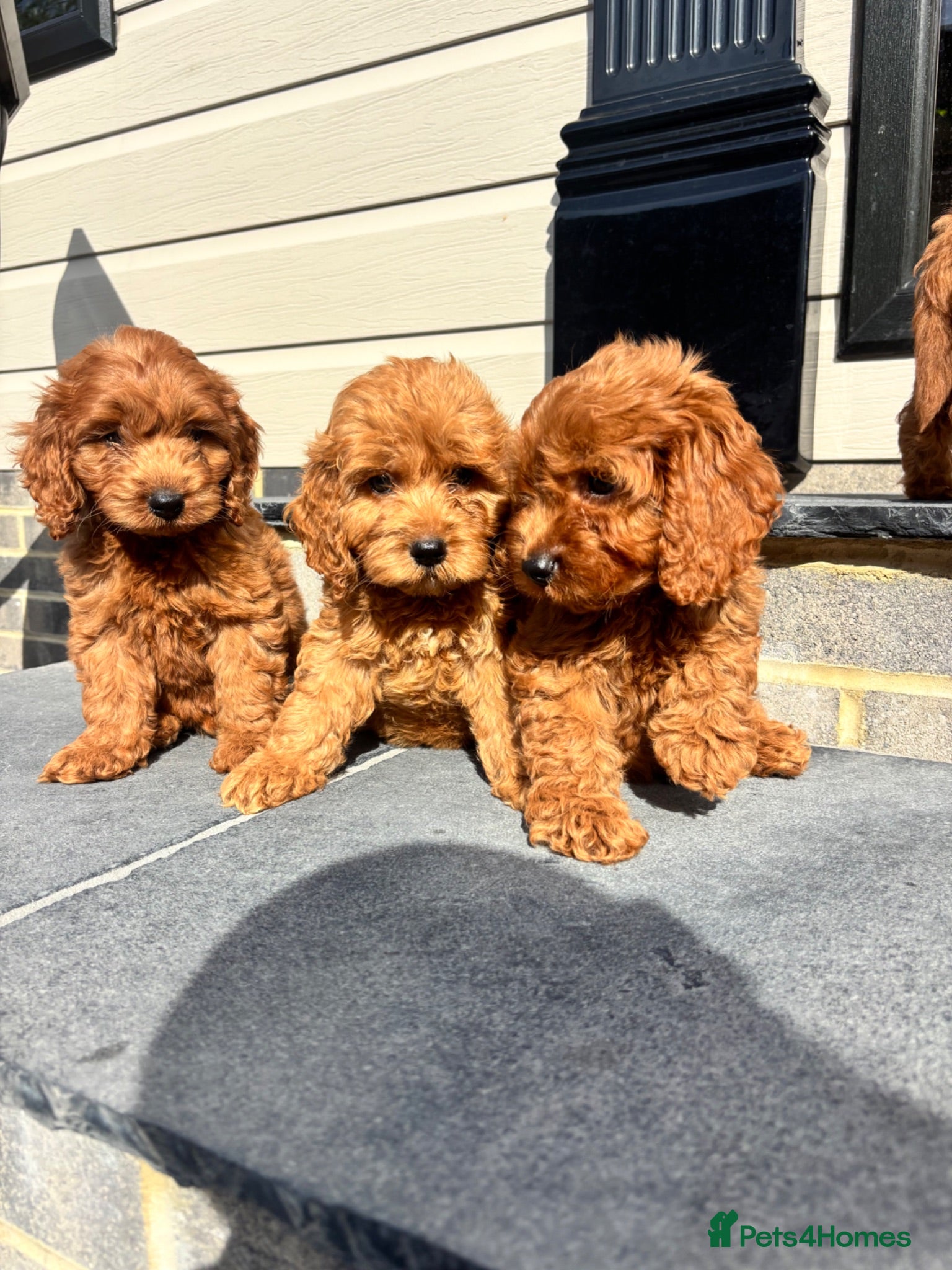 Cockapoo dogs KC Parents F1 Ready To Leave !!! - Advert 1