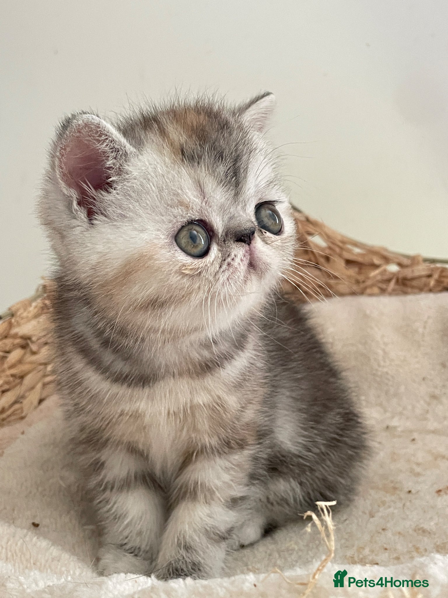 Exotic cats Gorgeous GCCF reg. kittens from Champions parents  - Advert 2