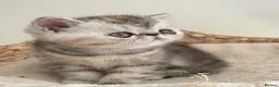 Exotic cats for sale: Gorgeous GCCF reg. kittens from Champions parents  - Advert 1