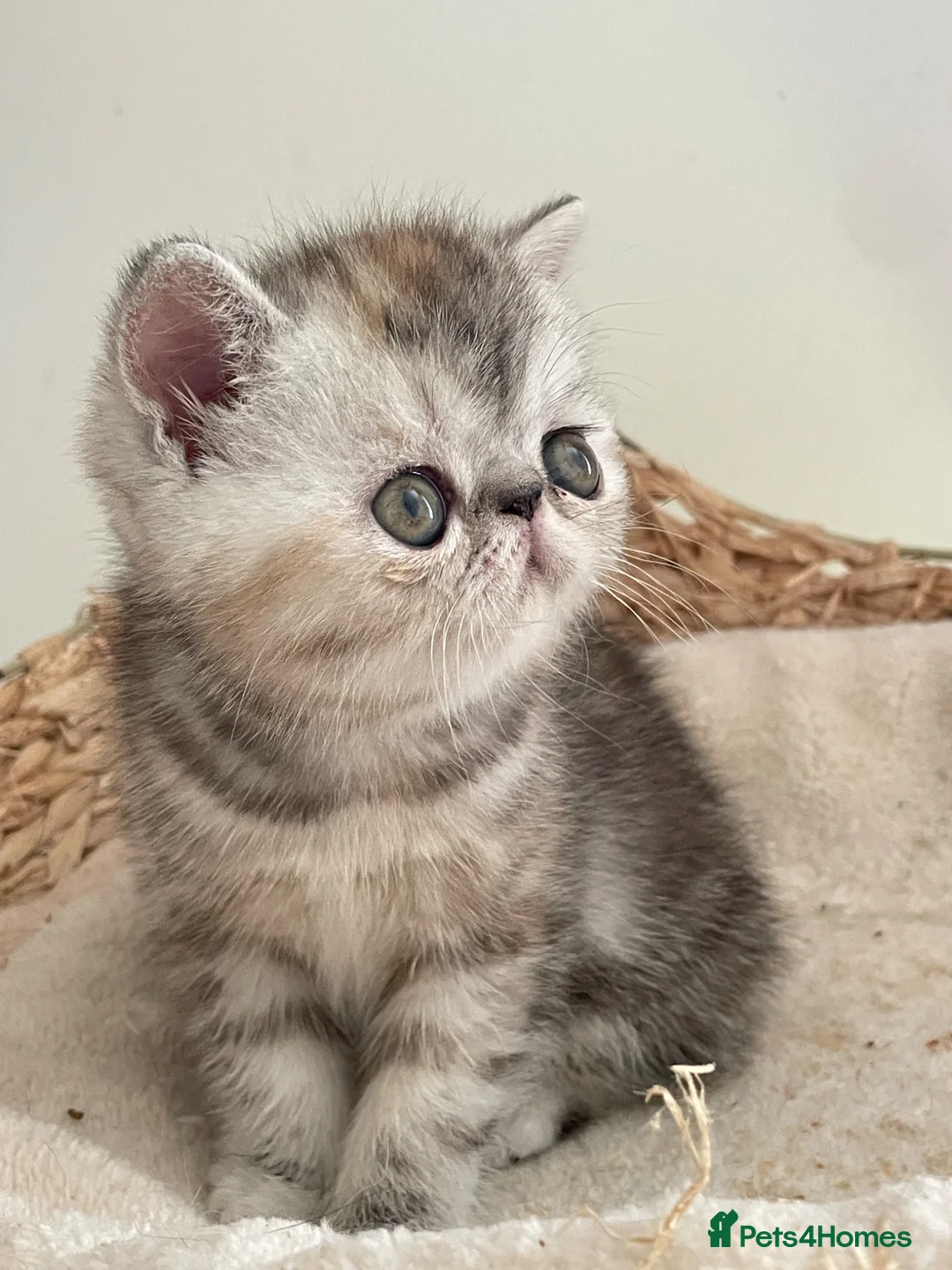 Exotic cats for sale: Gorgeous GCCF reg. kittens from Champions parents  - Advert 1