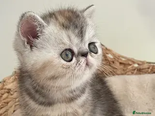 Exotic cats Gorgeous GCCF reg. kittens from Champions parents - Advert 2