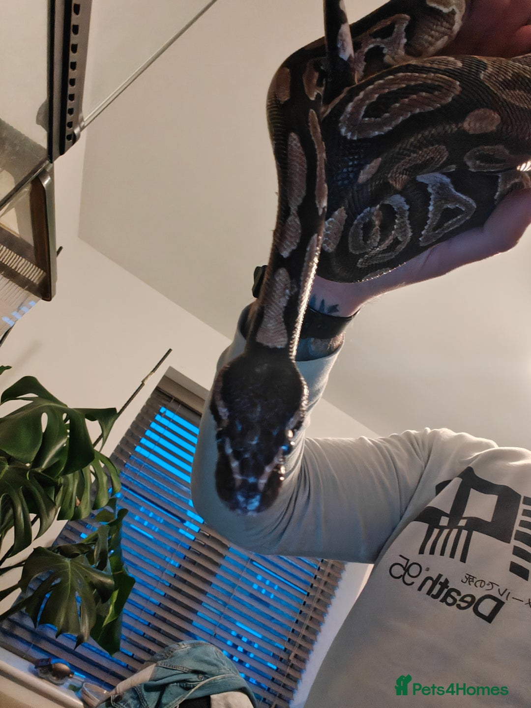 Python Snake reptiles for sale: Royal Pythan with setup - Image 3