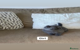 British Shorthair cats for sale: British shorthair kittens - Image 4