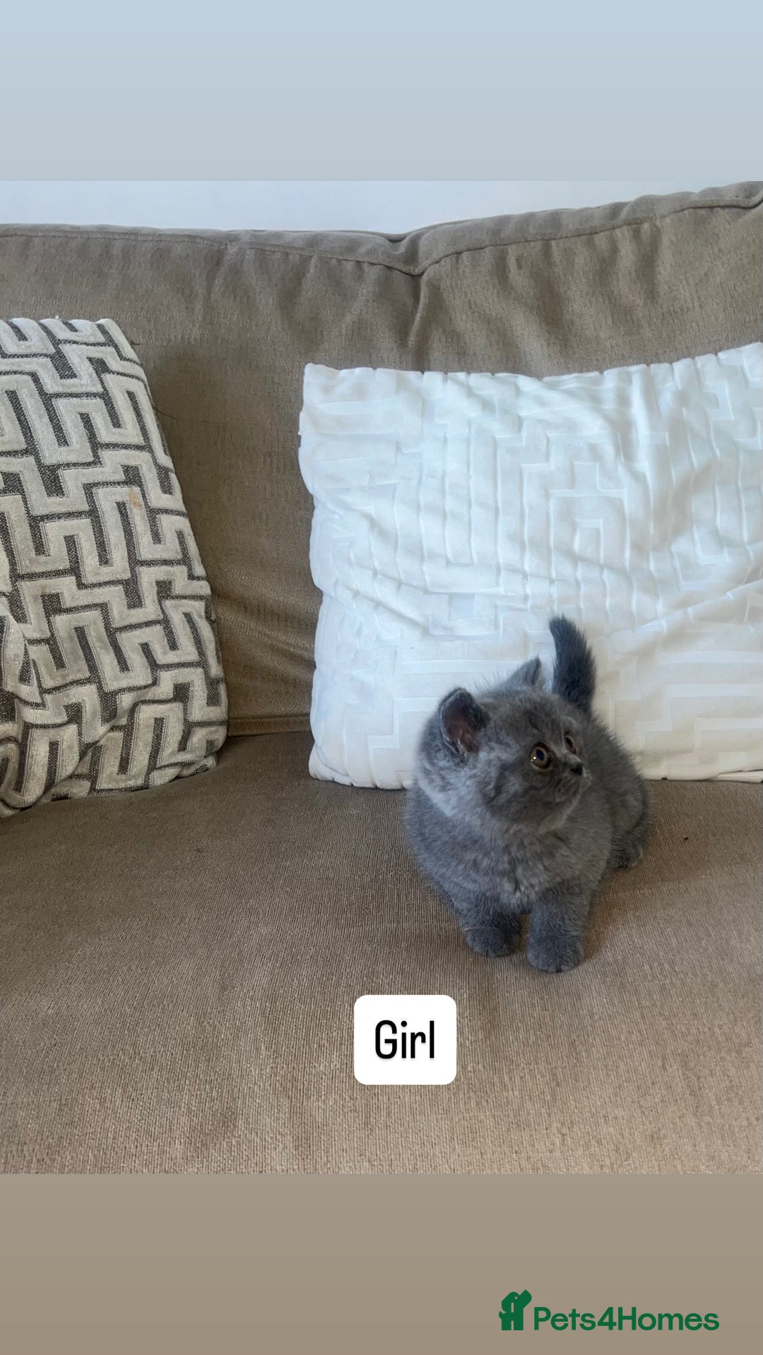 British Shorthair cats for sale: British shorthair kittens - Image 4