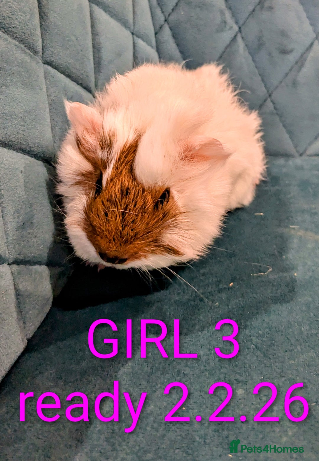 Guinea Pig rodents for sale: GUINEA PIGS ROR SALE - Advert 5