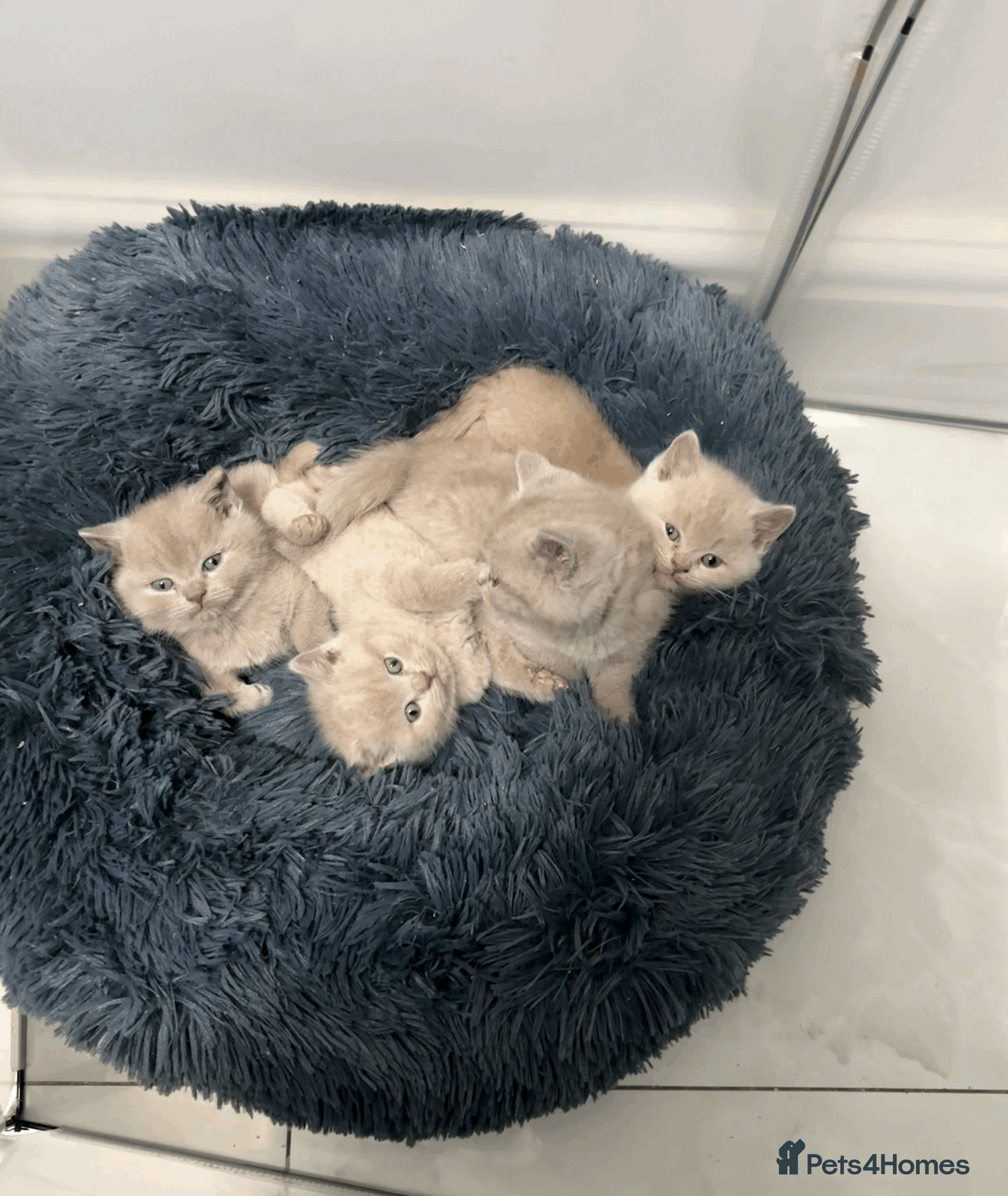 British Shorthair cats ❤️Beautiful British Shorthair For Sale❤️ - Advert 1