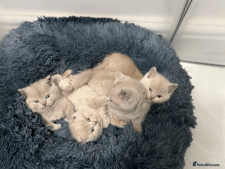British Shorthair cats ❤️Beautiful British Shorthair For Sale❤️ - Advert 1