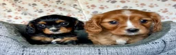 Cavalier King Charles Spaniel dogs for sale: Beautiful ruby boy looking for forever home - Advert 11
