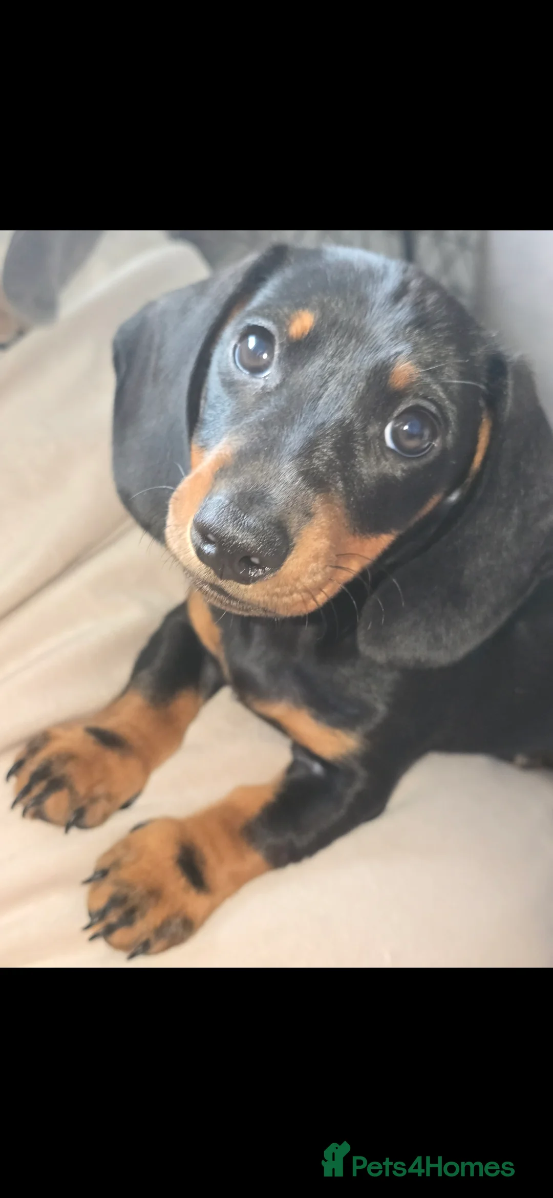 Miniature Dachshund dogs for sale: 3 BLACK AND TAN FEMALES  - Advert 2