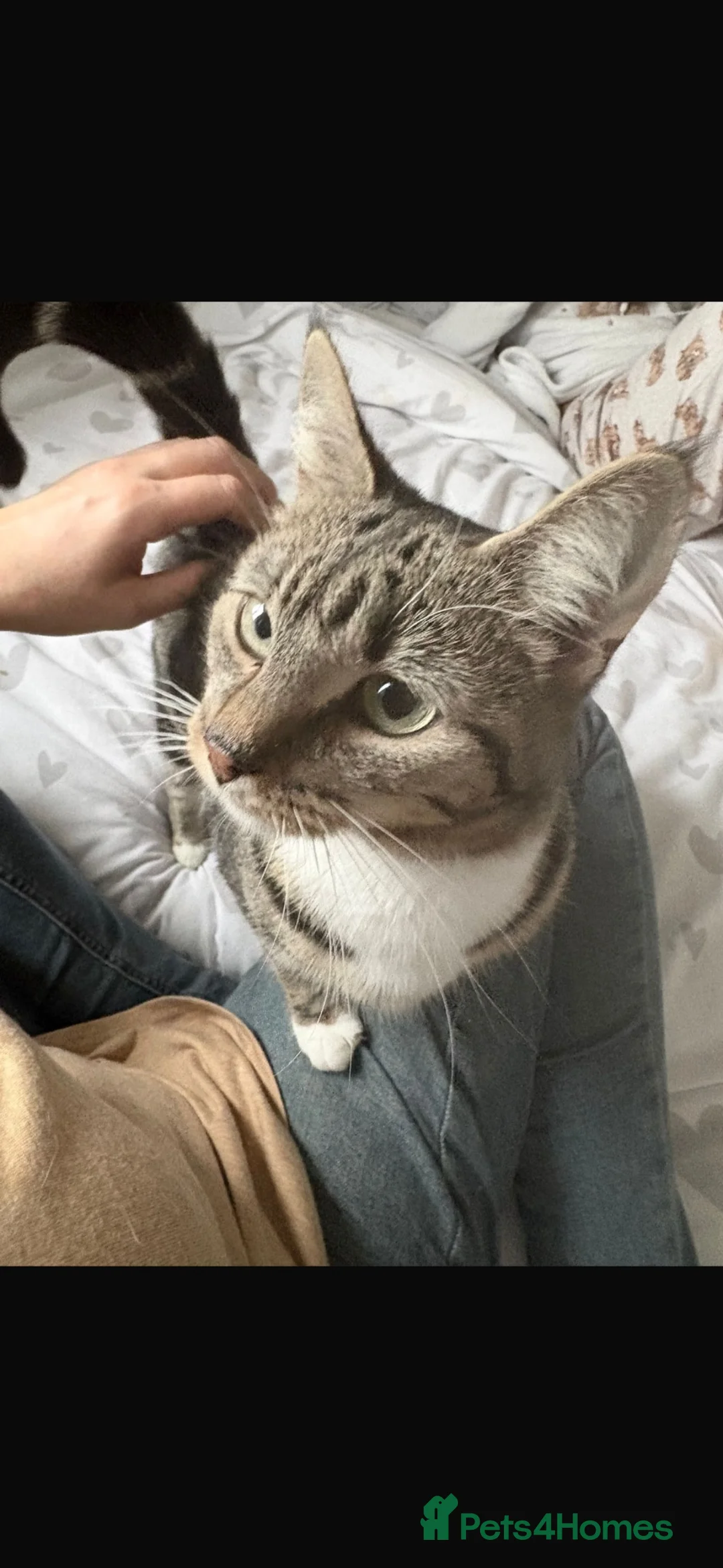 Mixed Breed cats for sale: Gorgeous tabby femaleLooking for her forever home  - Advert 2