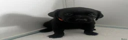 Labrador Retriever dogs for sale: Beautiful KC Labrador Puppies - Advert 10