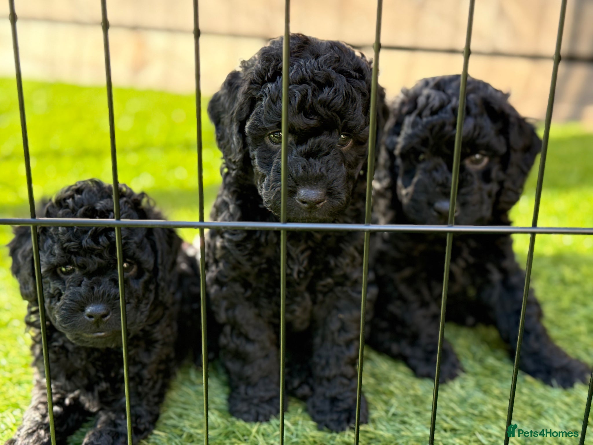 Cockapoo dogs Black Cockapoo Puppies For Sale - Advert 1