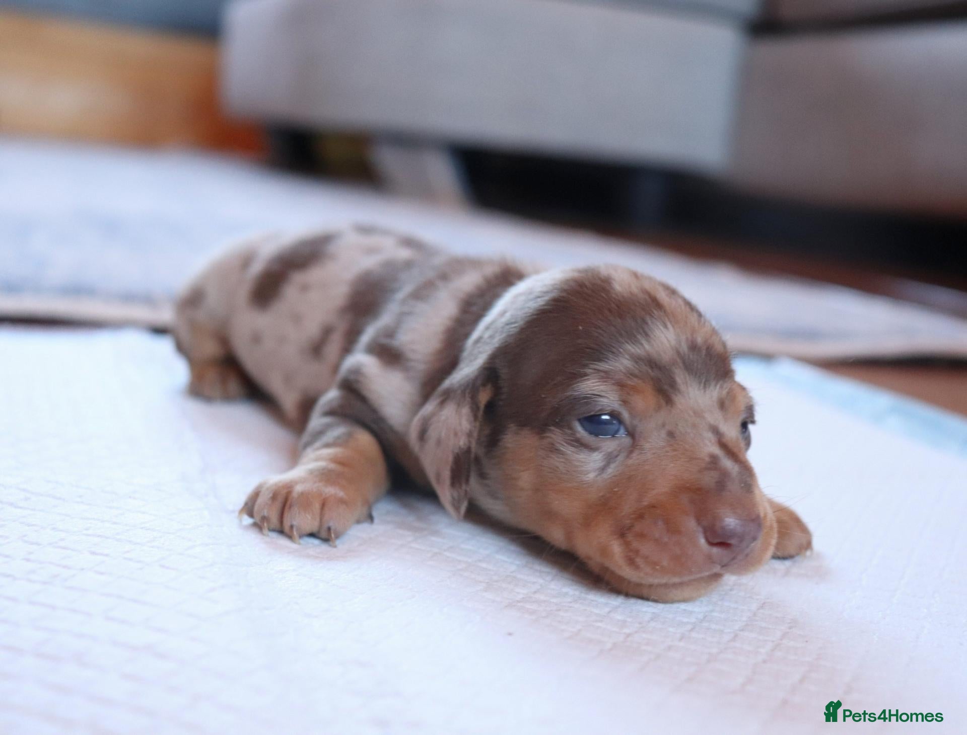 Miniature Dachshund dogs KC mini dachshund for sale - Advert 3