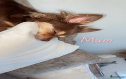 Chihuahua dogs for sale: ✨🐾 chihuahua pups 🐾✨ - Image 14