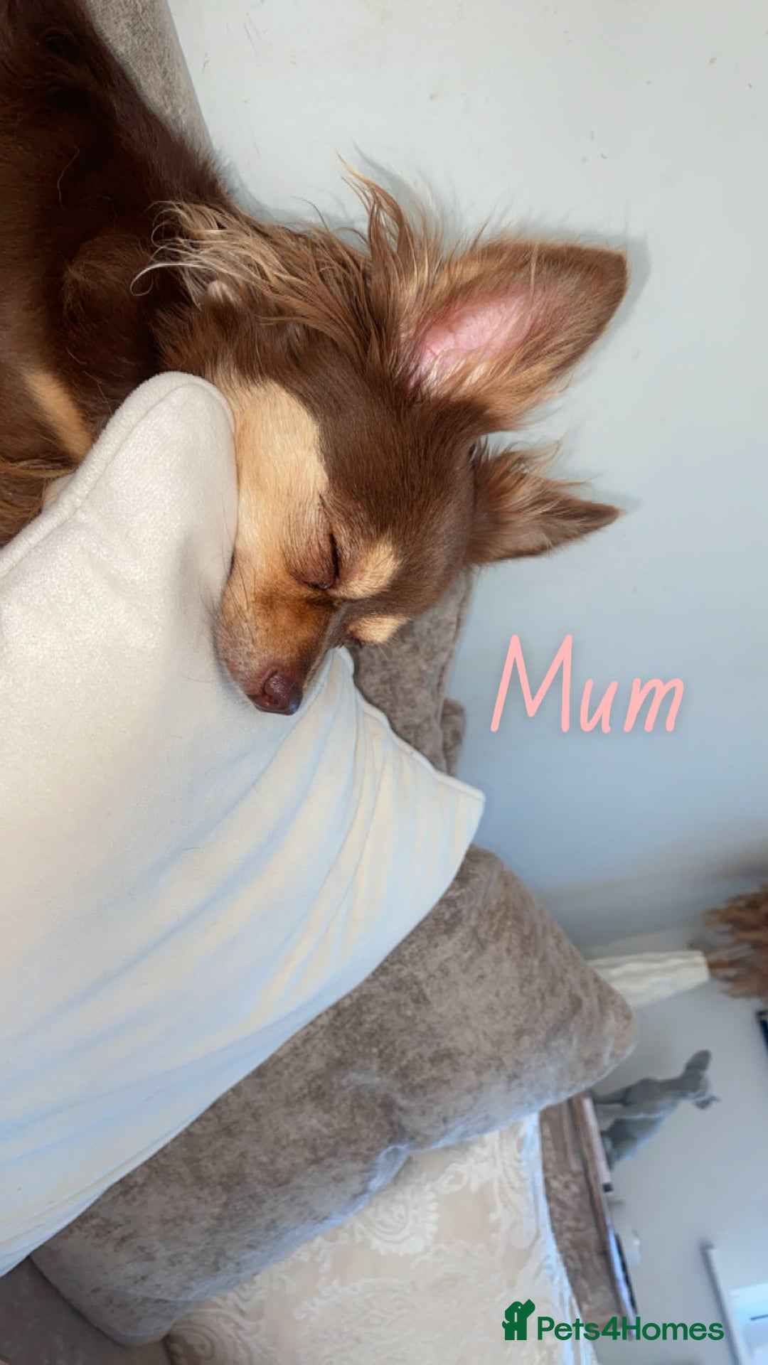 Chihuahua dogs for sale: ✨🐾 chihuahua pups 🐾✨ - Image 14