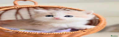 Bicolor Lilac Golden British Shorthair 1