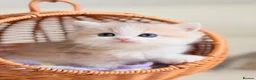British Shorthair cats for sale: Rare color Bicolor Lilac Golden Chinchilla  - Advert 13