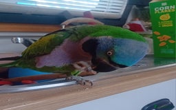Parrots birds for sale: Lord derbyan parrot - Image 4