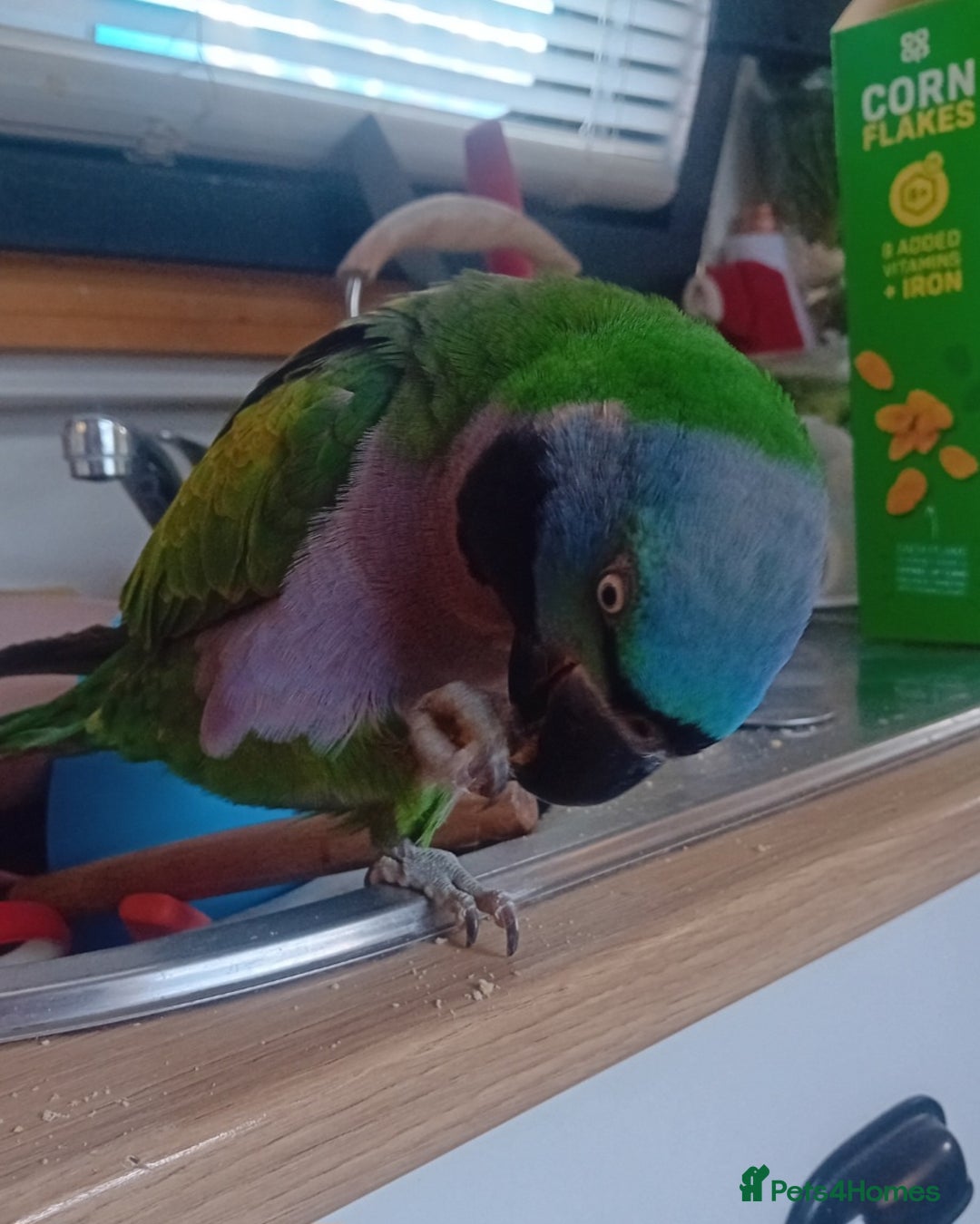Parrots birds for sale: Lord derbyan parrot - Image 4