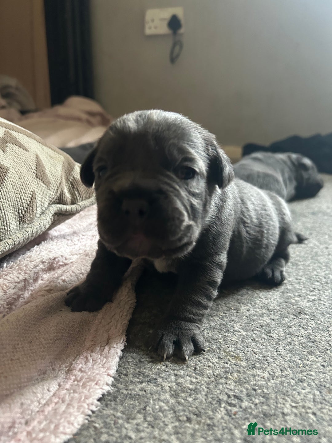 Mixed Breed dogs for sale: Beautiful pups - Image 5