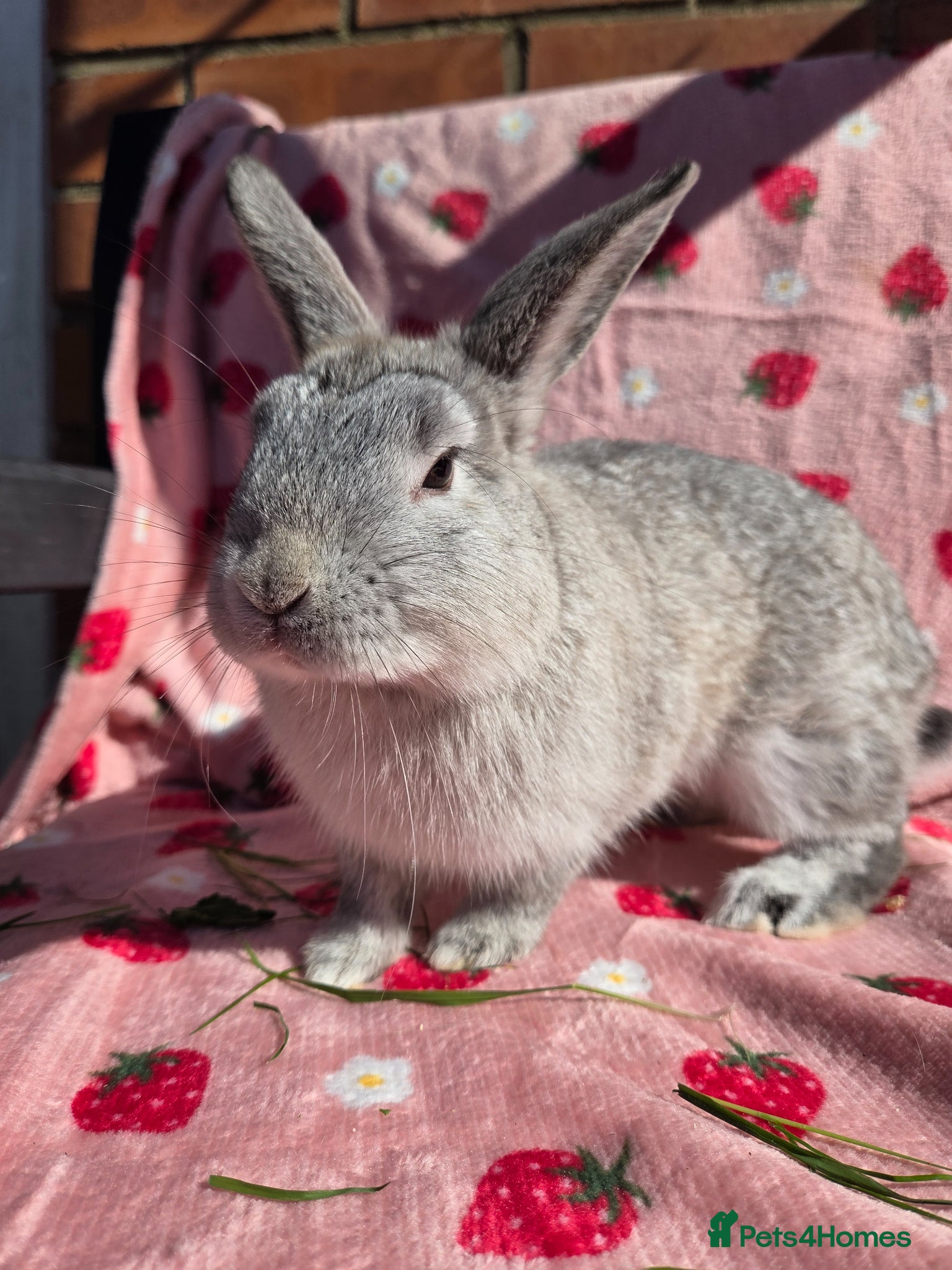 Mini Lop rabbits ☆Very tame Mini lops 10 week ☆3 left 1 does 1 buck - Advert 2