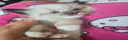Ragdoll cats for sale: Just 2 left: Purebred female Ragdoll kittens - Advert 37