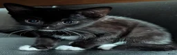 Mixed Breed cats for sale: Beautiful playfull kittens - Advert 3