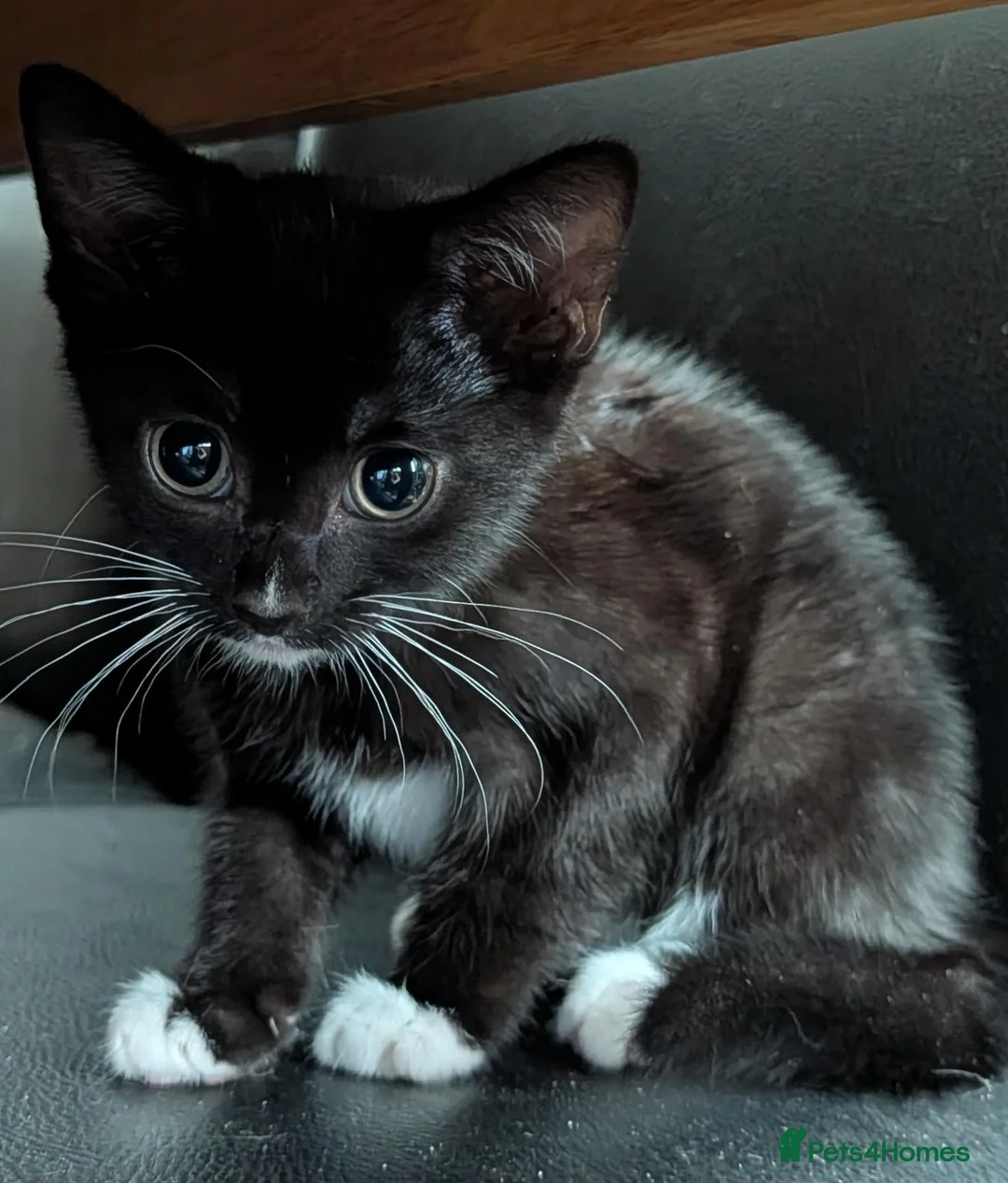 Mixed Breed cats for sale: Beautiful playfull kittens - Advert 3