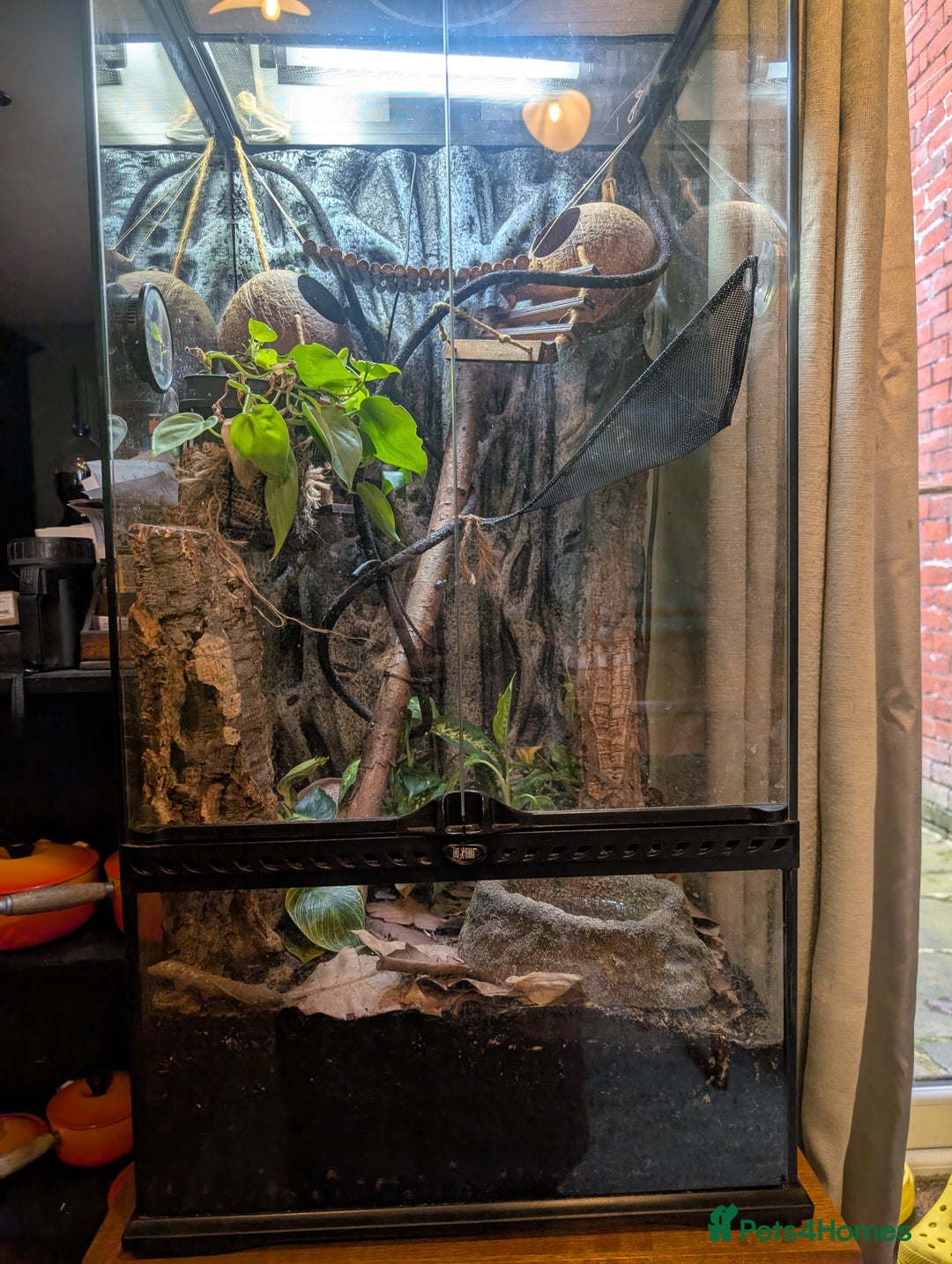 Frog reptiles for sale: Whites Tree Frogs x3 and Set-up - Image 8