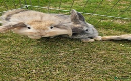 Mini Lion Lop rabbits for sale: Lion lops  - Image 7