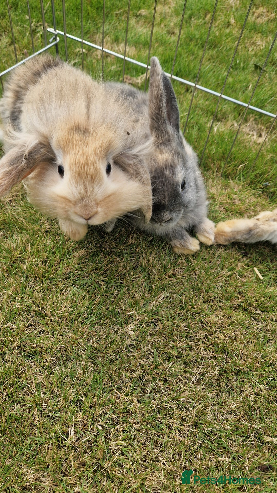 Mini Lion Lop rabbits for sale: Lion lops  - Image 7