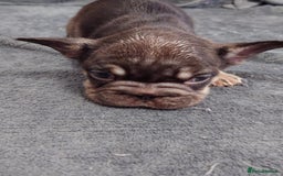 French Bulldog dogs for sale: 4 Beautiful french bulldog puppies  - Image 1