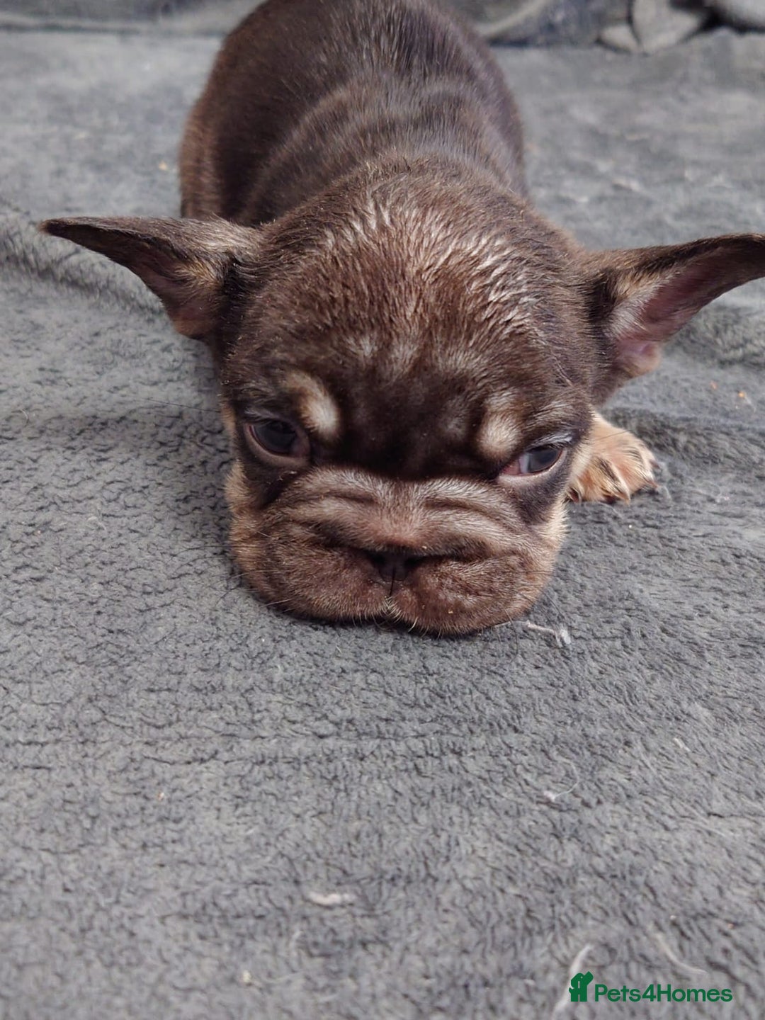 French Bulldog dogs for sale: 4 Beautiful french bulldog puppies  - Image 1