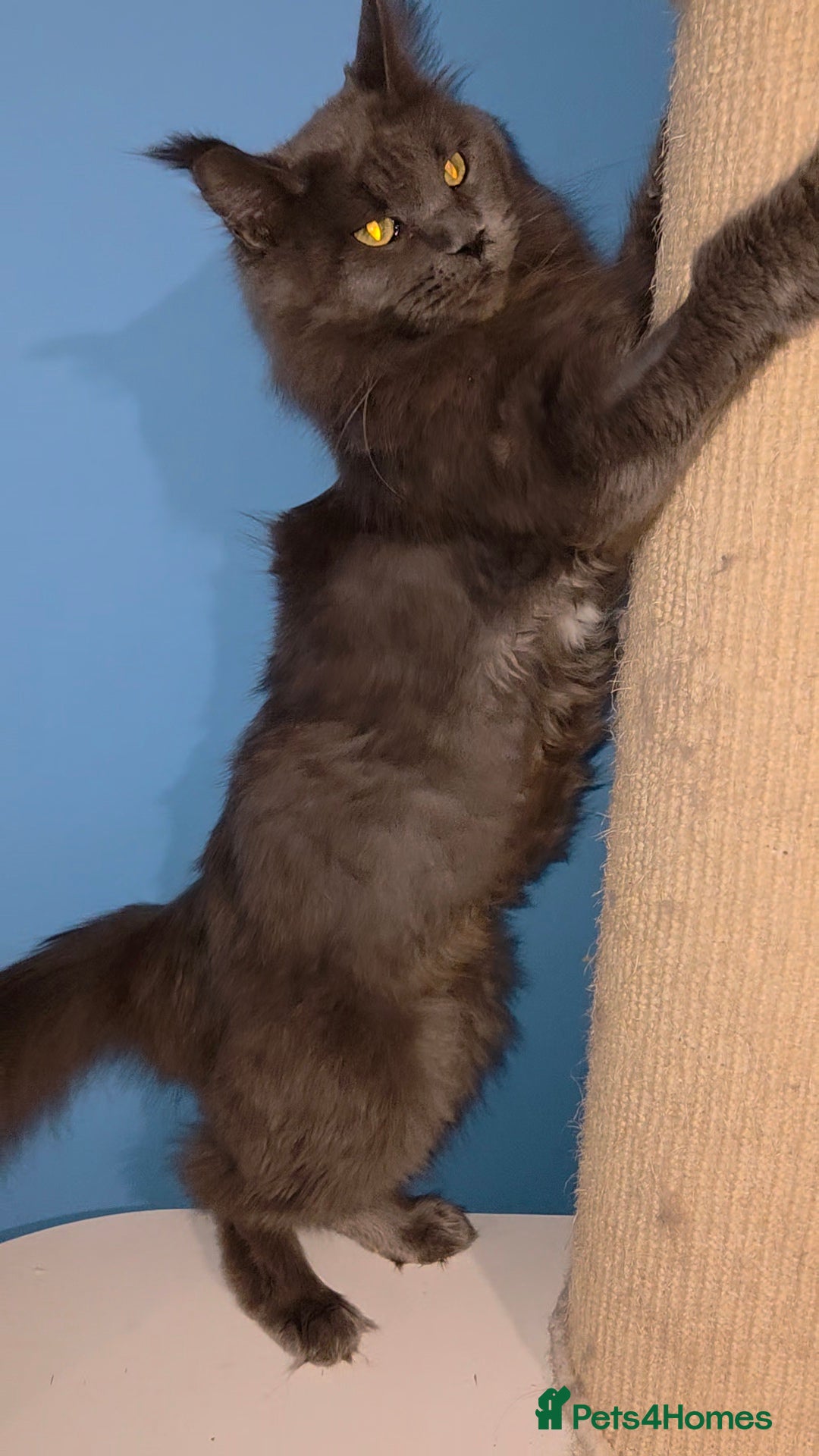 Maine Coon cats for sale: Gccf Beautiful  blue Maine Coon  - Advert 4