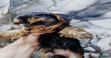 Yorkshire Terrier dogs - Advert 7