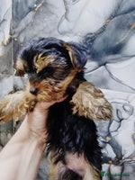 Yorkshire Terrier dogs - Advert 7