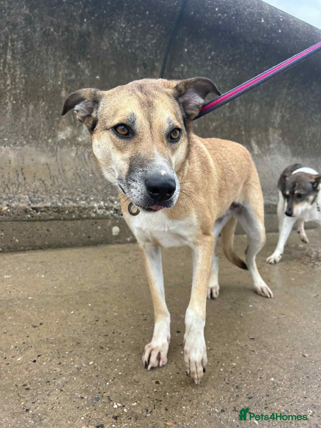 Mixed Breed dogs for adoption: Sara - Norwich Norfolk  - Image 11