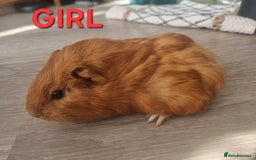 Guinea Pig rodents for sale: Guinea pigs for sale £25 each  - Image 5