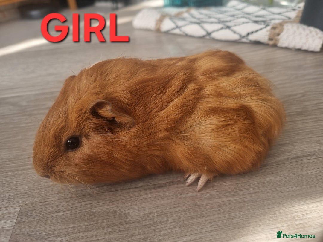 Guinea Pig rodents for sale: Guinea pigs for sale £25 each  - Image 5