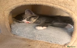 British Shorthair cats for sale: Adorable kittens ready to go 💙🩷 - Image 7
