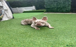 French Bulldog dogs for sale: French bulldgog 3 years old - Image 3