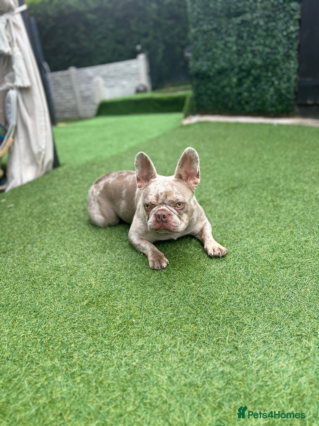 French Bulldog dogs for sale: French bulldgog 3 years old - Image 3