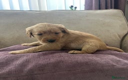 Labradoodle dogs for sale: Irresistible Labradoodle puppies  - Image 4
