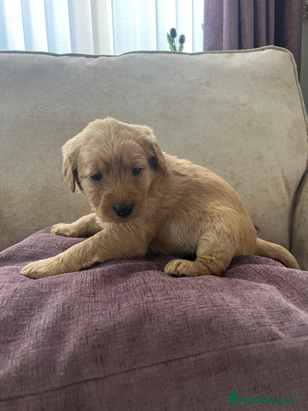 Labradoodle dogs for sale: Irresistible Labradoodle puppies  - Image 4