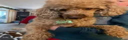 Mixed Breed dogs for sale: 2 adorable miniature poodles  - Advert 12