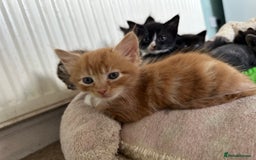 Mixed Breed cats for sale: Beautiful litter off kittens  - Image 21