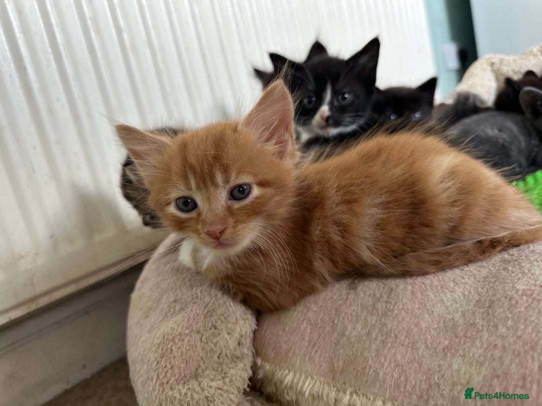 Mixed Breed cats for sale: Beautiful litter off kittens  - Image 21